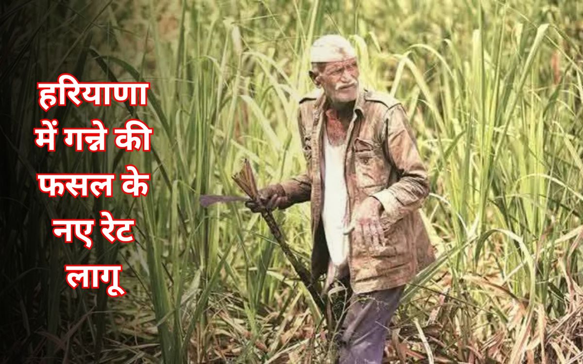 haryana news